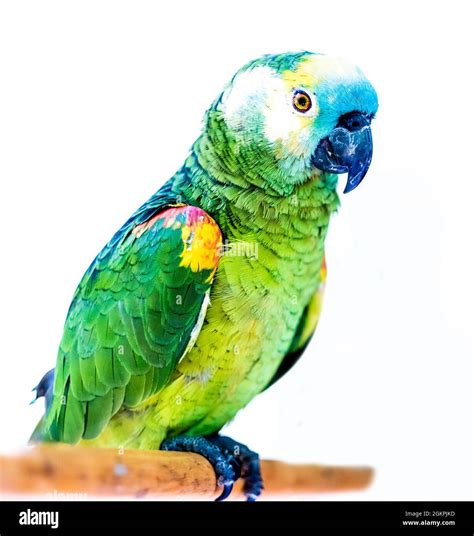 Bright Green Parrots Sitting On The Wooden Stick Isolated Stock Photo