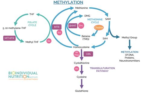 Choline Mastery Unveiling The Genetic Secrets For Personalized