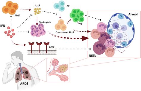 Frontiers Revisiting Pleiotropic Effects Of Type I Interferons