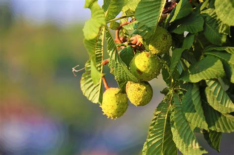 A Comprehensive Guide To Growing And Caring For Chestnut Trees