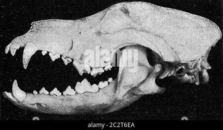 Esqueleto de perro Canis lupus familiaris Anatomía vista superior