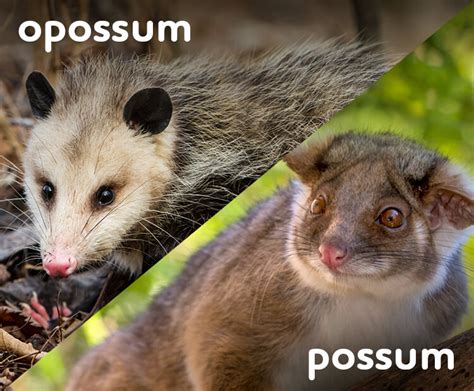 American Opossum Vs Australian Possum