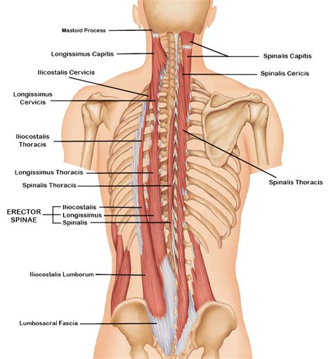 Anatomy of Back & Spine and Common Conditions - Orthosports