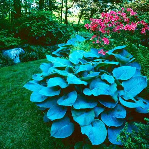 Hosta Wheee Variegated Slug Resistant Hosta Plant Artofit