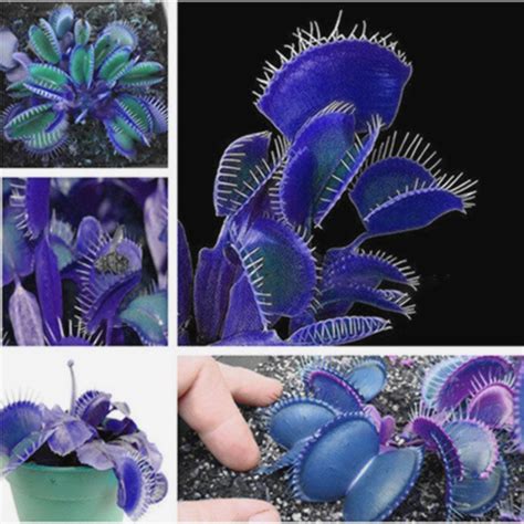 Favorable Egrow Egrow 100PCS Garden Potted Blue Insectivorous Plant