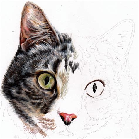 How To Draw A Realistic Cat In Colour Pencil Pet Portraits By Sema