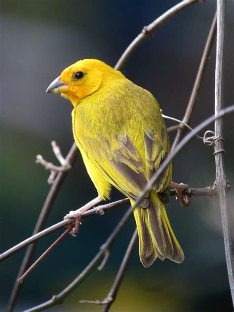 Sicalis Flaveola Canario Coronado Saffron Finch Flickr