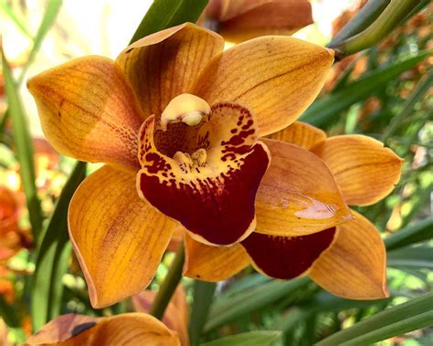 Cymbidium Hybrids Gardensonline