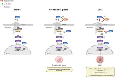 Schematic Illustrations Of Possible Roles Of Dkk3 In Normal And Grade Download Scientific