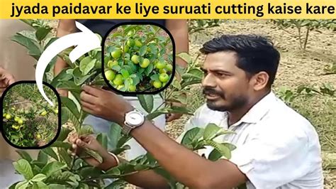 अमरुद के पौधे की शुरुआती ट्रेनिंग कैसे करें Red Guava Farming By Kisan Ganga 6394255800 Youtube