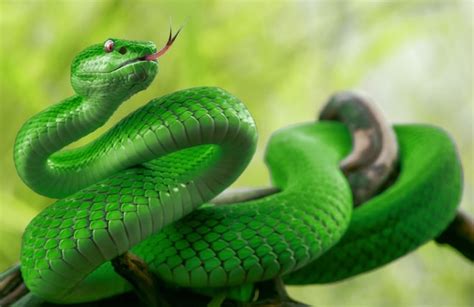 Una Serpiente Verde Con Una Lengua Roja Est Enroscada En Una Rama