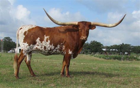 Texas Longhorn Cattle Wallpapers Wallpaper Cave