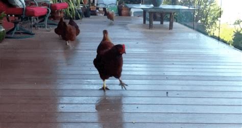 Happy Chickens Sprinting After Blueberries Are Completely Adorable