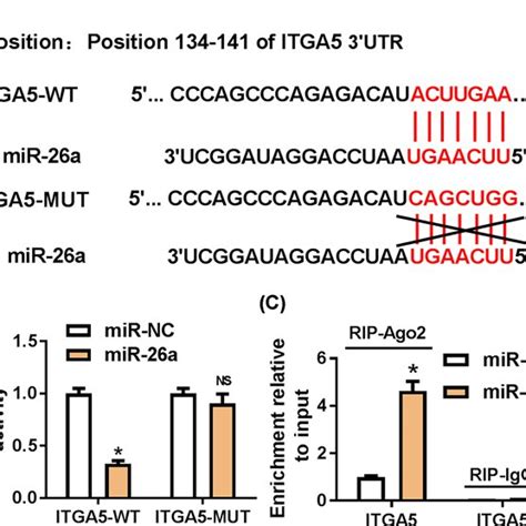 Itga5 Was A Target Of Mir 26a A The Potential Binding Sites Between