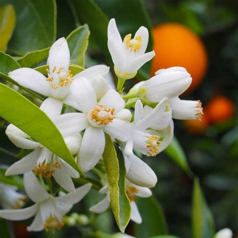 Neroli Hydrosol Organic Dauphine Organics