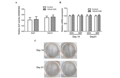 Effects Of Intermedin On Proliferation Apoptosis And The Expression Of