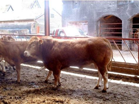 Raza Limousin Raza Muy Apreciada A Nivel Mundial Todocarne