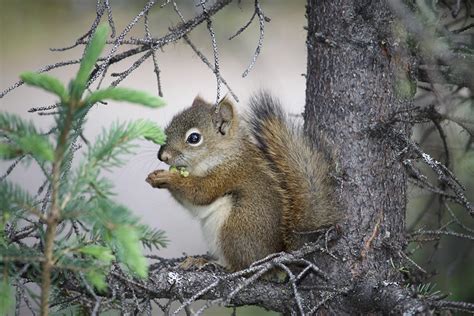 Red Squirrel - Tamiasciurus hudsonicus - NatureWorks