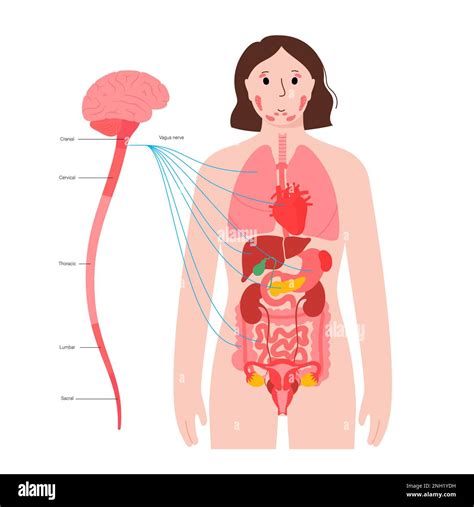 Vagus Nerve Illustration Stock Photo Alamy