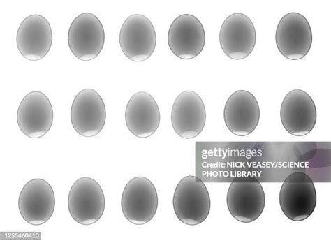 3036 18 Eggs Stock Photos High Res Pictures And Images Getty Images