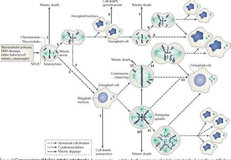 Mitotic Catastrophe A Mechanism For Avoiding Genomic Instability