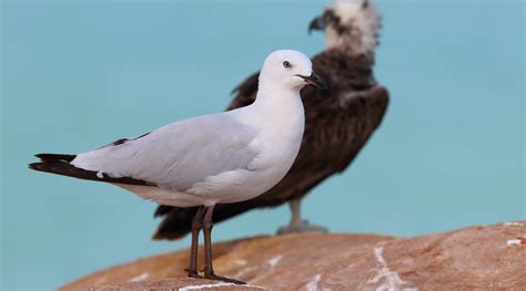 Silver Gull Birdlife Australia