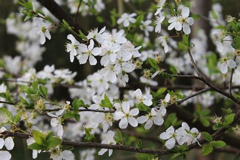 Native Wonders 14 Australian Flowering Shrubs Ultimate Backyard