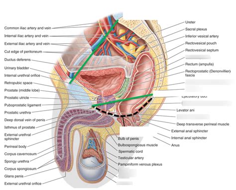 Perineal Body Sagittal