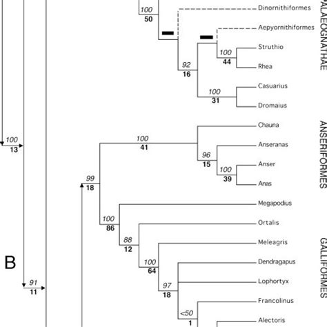 Molecular Phylogenetic Trees Proposed In Previous Studies See For