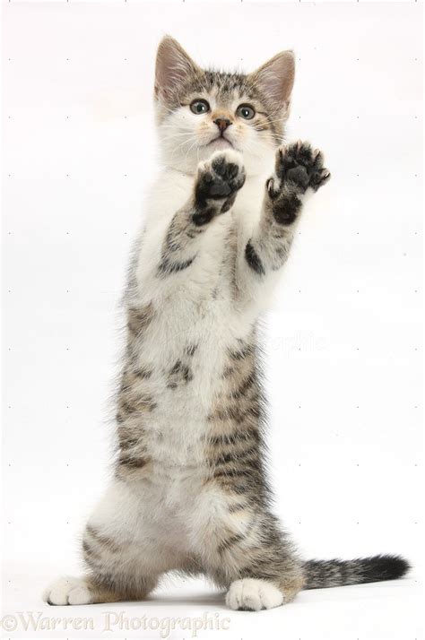 Tabby-and-white kitten standing with paws up photo WP39064