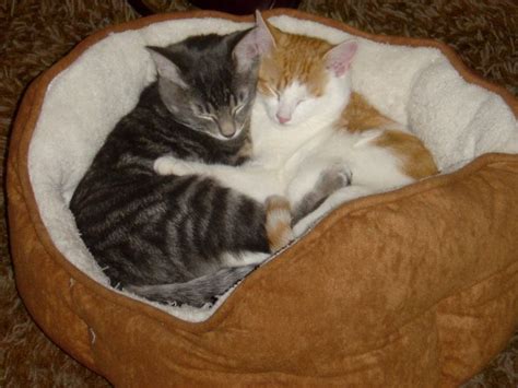 Hugging Kittens – Photos Public Domain