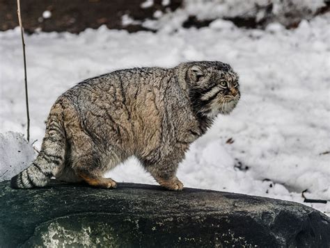 4月23日は【国際マヌルネコの日】 超モフモフ＆不機嫌フェイス マヌルネコが好きすぎる！ 写真 1枚目