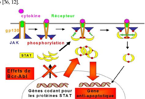 Inhibiteurs De La Tyrosine Kinase Dans Le Traitement De La Leuc Mie