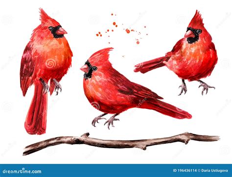 Red Birds Cardinal And Branch Set Watercolor Hand Drawn Illustration