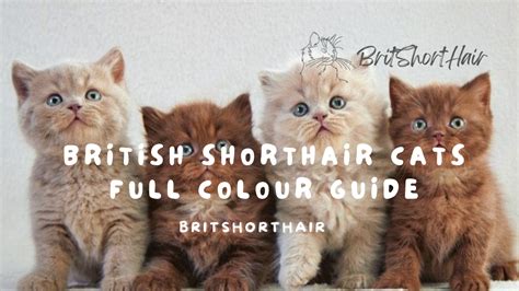 British Shorthair Coat Colors - Cat Principal