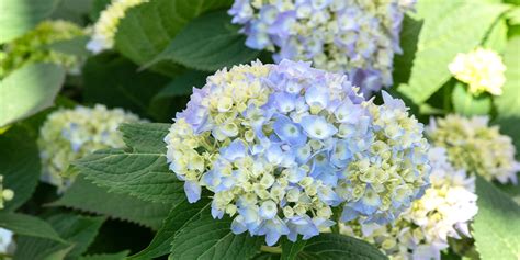 How To Select The Perfect Hydrangea For Your Glenside Garden Glenside Pa