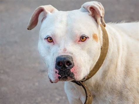 Retrato De Un Primer Blanco Del Pitbull De La Raza Del Perro En Un