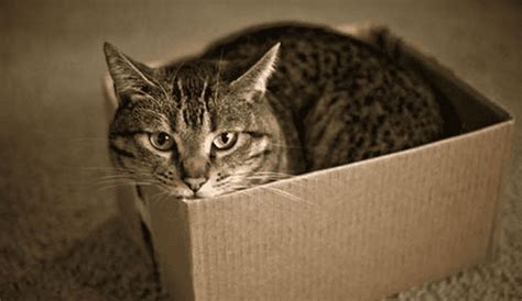 Youtube Viral ¿por Qué Todos Los Gatos Adoran Meterse En Las Cajas