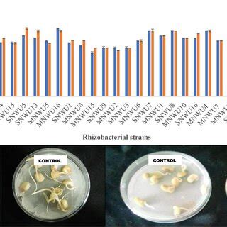 Effect Of Rhizobacterial Strains On In Vitro Maize And Soybeans Seed