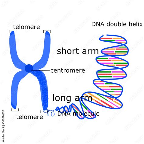 Chromosome Structure Dna Double Helix Genome Study Illustration For