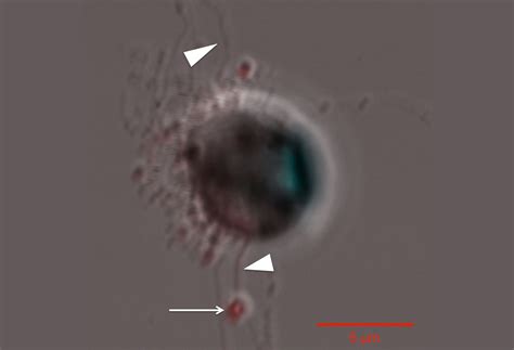 Diatoms Have Sex And Ammonium Is A Turn On Live Science