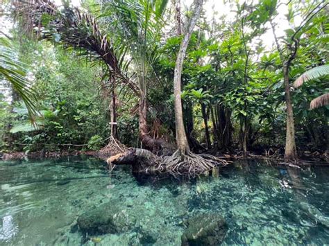 Krabi Kayaking At Klong Nam Sai Elephant Bathing Feeding GetYourGuide