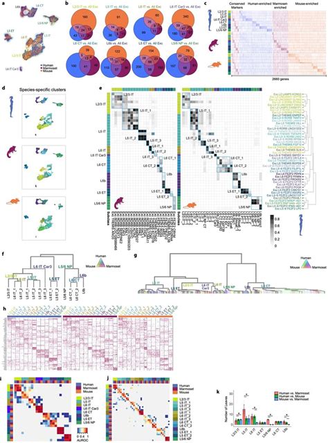 Homology Of Glutamatergic Neurons Across Species A Umap Visualization