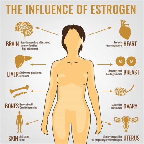 580 Estrogen Icon Stock Illustrations Royalty Free Vector Graphics And Clip Art Istock