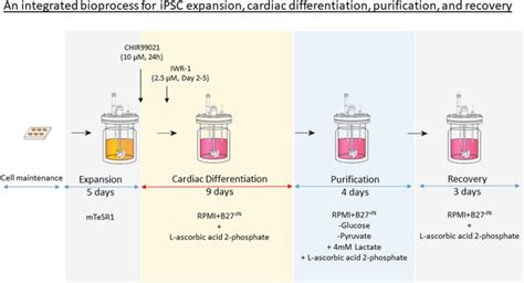 Selection Of Human Induced Pluripotent Stem Cells Lines Optimization Of