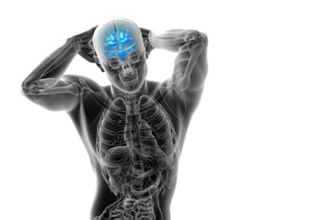Cerebrum PNG Transparent Images Free Download | Vector Files | Pngtree