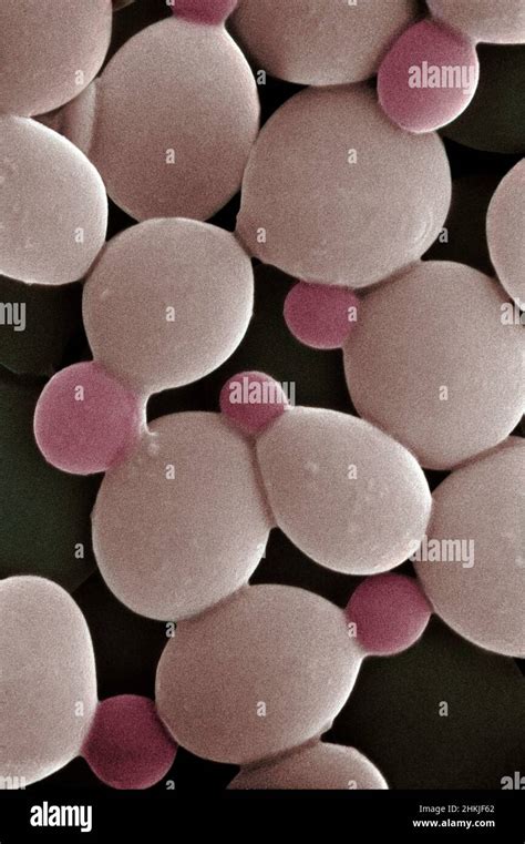 Budding Cells Of Saccharomyces Cerevisiae Stock Photo Alamy