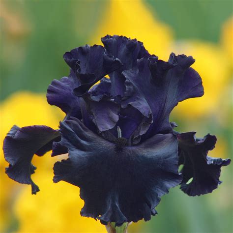 Black iris – Artofit