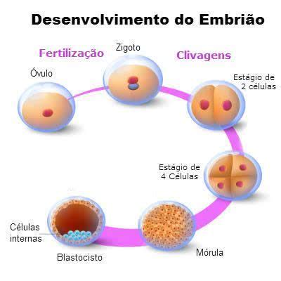 Como ocorre a Fecundação Humana Toda Matéria