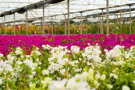 Bougainvillea and Strelitzia grower Sera Flora announces its presence ...